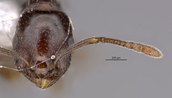 Media type: image;   Entomology 35258 Aspect: head frontal view